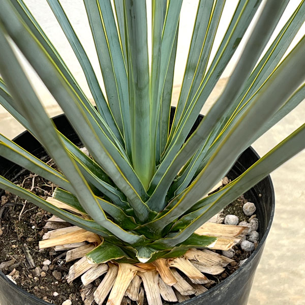 ユッカ:リギダ8号鉢植え