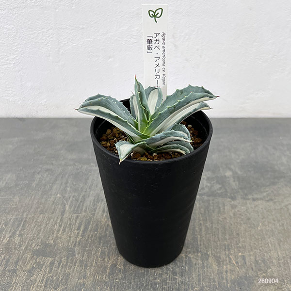 アガベ：アメリカーナ　メディオピクタ(華厳)　3.5号鉢植え