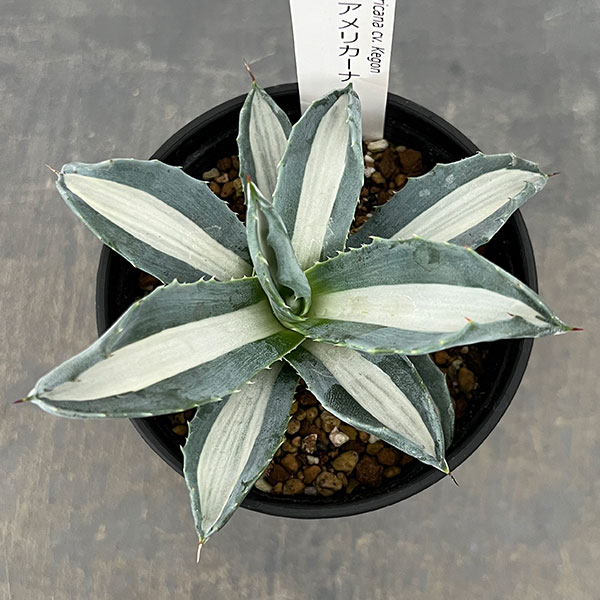 アガベ：アメリカーナ　メディオピクタ(華厳)　3.5号鉢植え