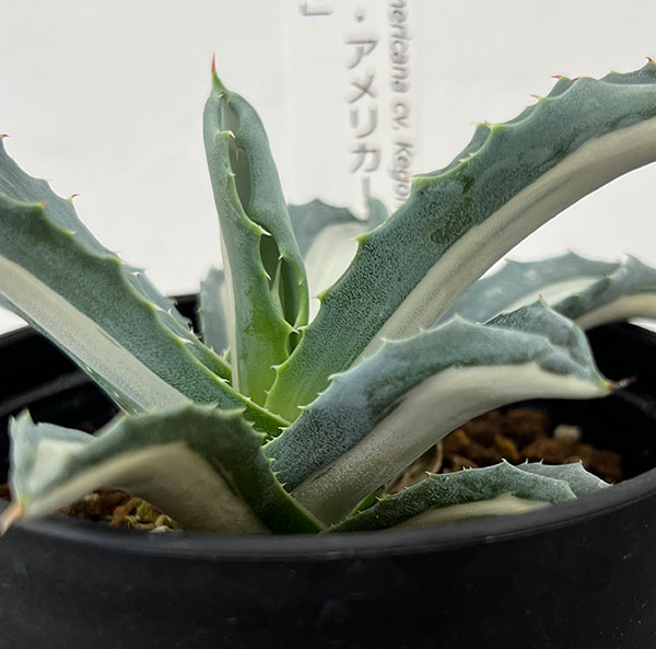 アガベ：アメリカーナ　メディオピクタ(華厳)　3.5号鉢植え
