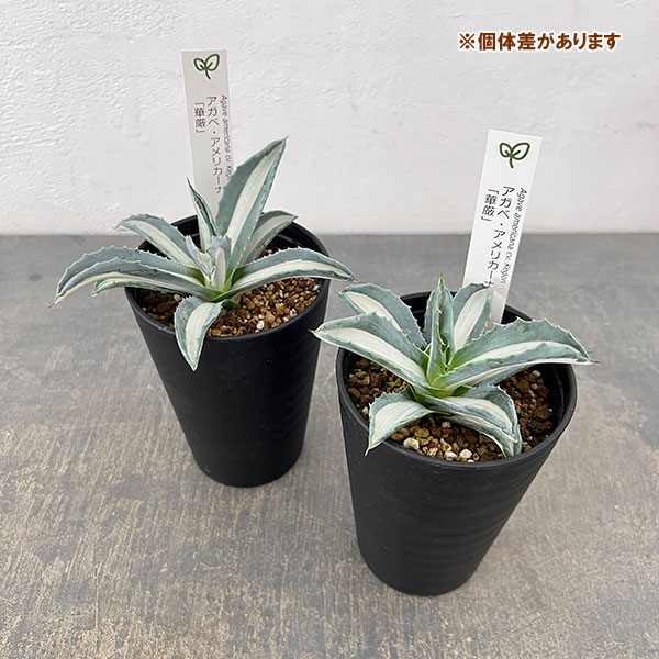 アガベ：アメリカーナ　メディオピクタ(華厳)　3.5号鉢植え