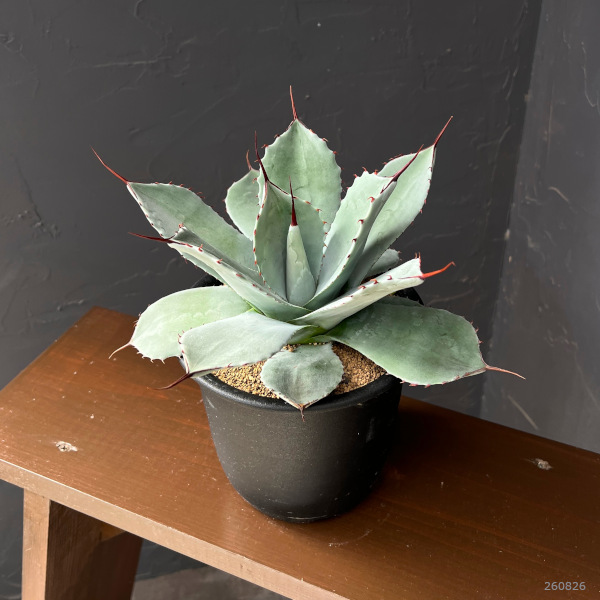 アガベ:パリー(吉祥天) 5号鉢植え