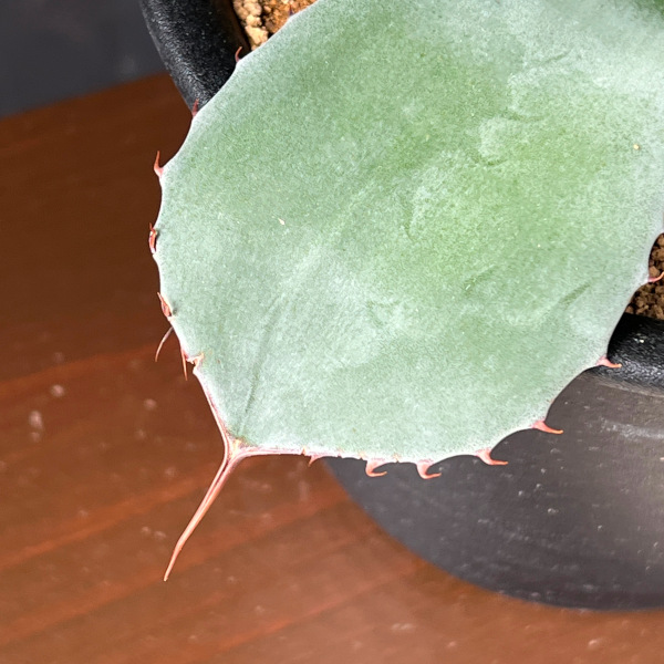 アガベ:パリー(吉祥天) 5号鉢植え