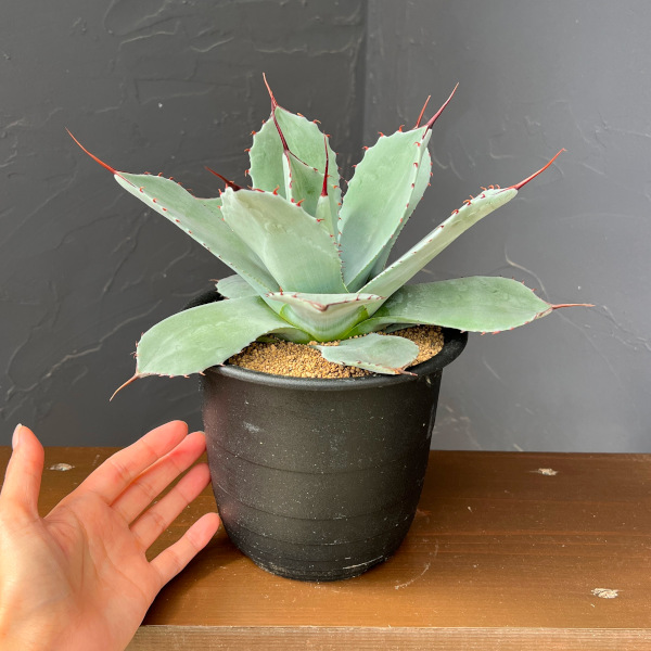 アガベ:パリー(吉祥天) 5号鉢植え