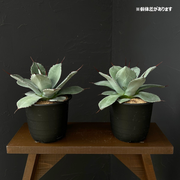 アガベ:パリー(吉祥天) 5号鉢植え