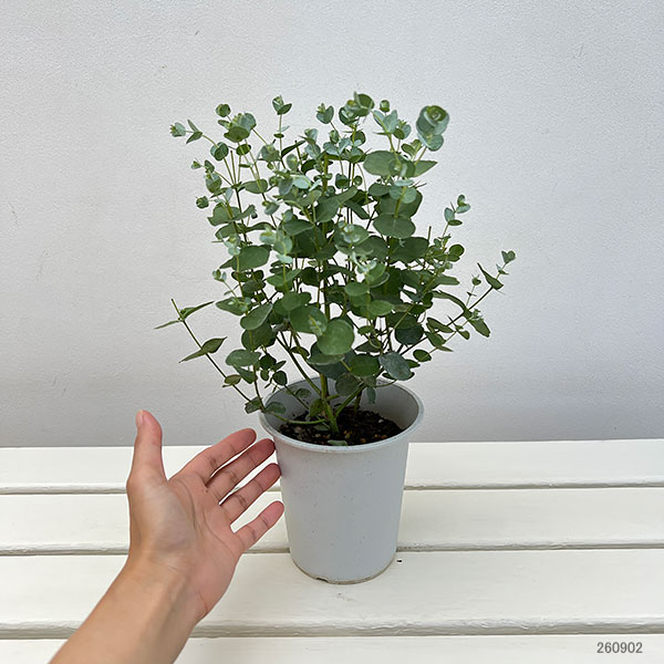 ユーカリ:グニー(サイダーガム) 4号鉢植え
