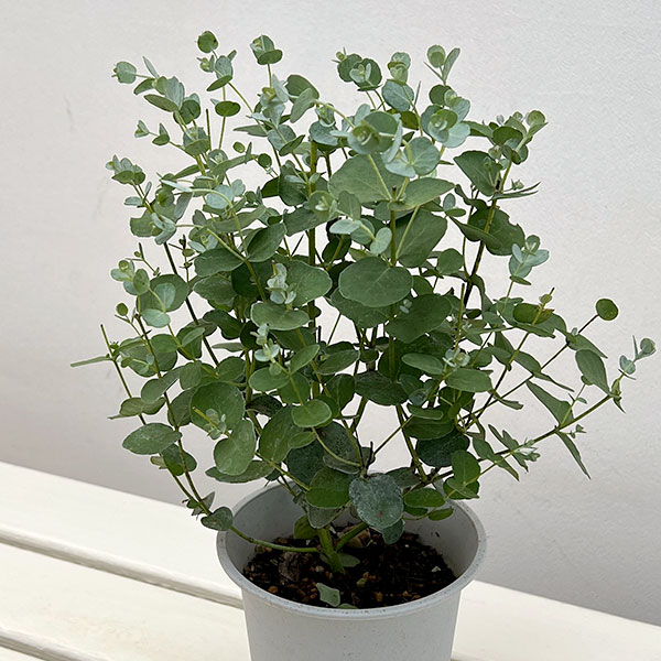 ユーカリ:グニー(サイダーガム) 4号鉢植え