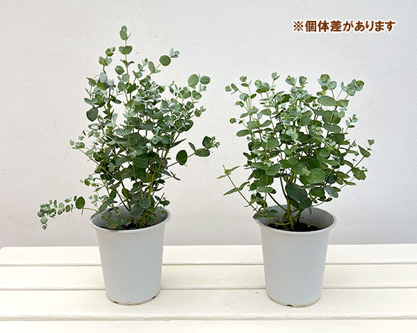 ユーカリ:グニー(サイダーガム) 4号鉢植え