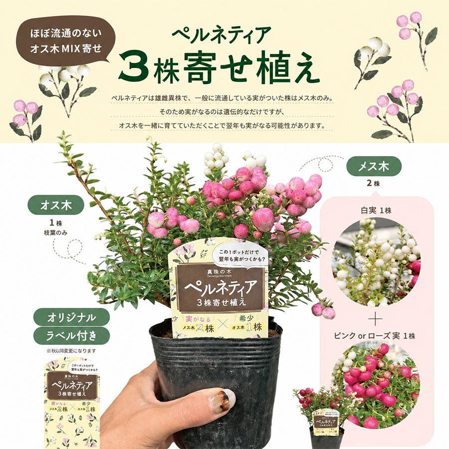 ペルネッティア（真珠の木）：ホワイト系・ピンク系・雄木3株寄せ植え 3.5号ポット