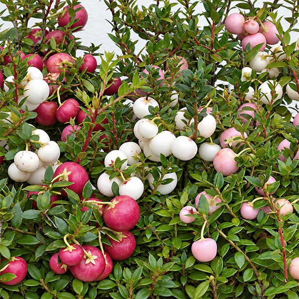 ペルネッティア(真珠の木):ホワイト系・ピンク系・雄木3株寄せ植え 3.5号ポット