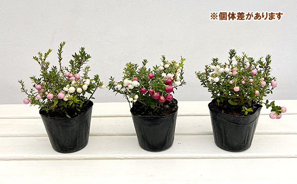 ペルネッティア(真珠の木):ホワイト系・ピンク系・雄木3株寄せ植え 3.5号ポット
