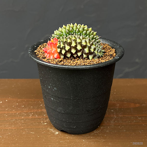 サボテン:ギムノカリキウム 無刺牡丹玉石化 ダブルヘッド 3号鉢植え