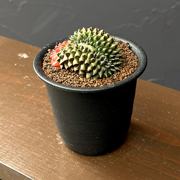 サボテン:ギムノカリキウム 無刺牡丹玉石化 ダブルヘッド 3号鉢植え