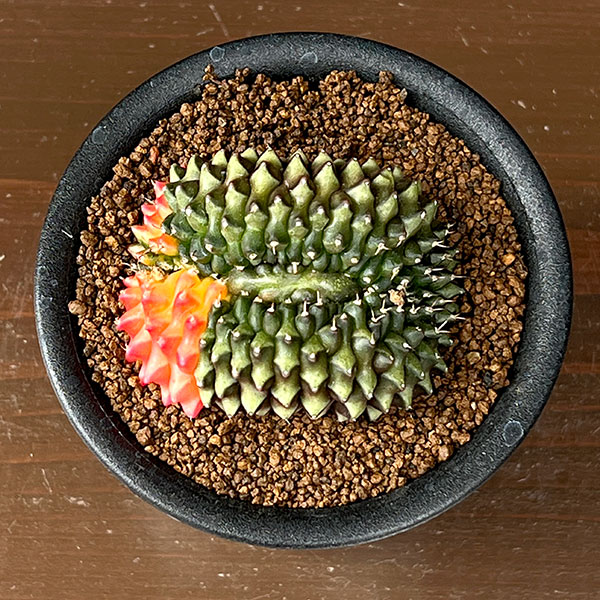 サボテン:ギムノカリキウム 無刺牡丹玉石化 ダブルヘッド 3号鉢植え
