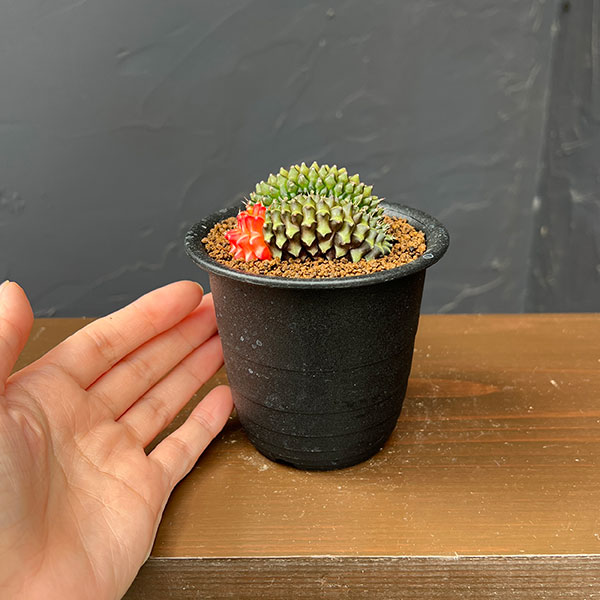 サボテン:ギムノカリキウム 無刺牡丹玉石化 ダブルヘッド 3号鉢植え