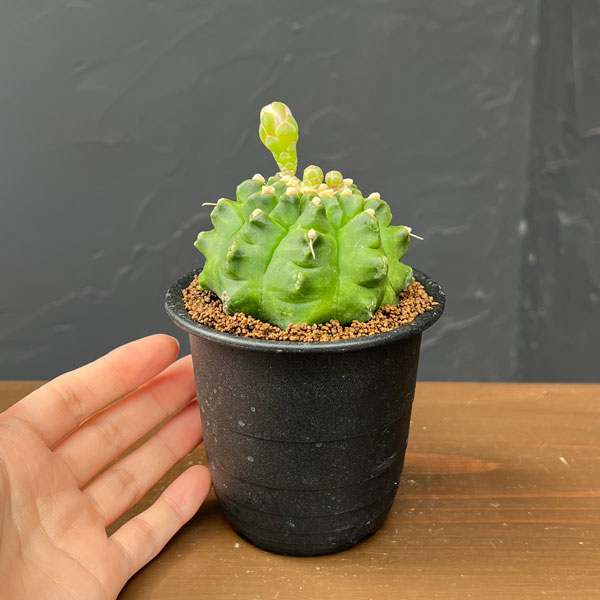 サボテン：ギムノカリキウム　ミノハビッチ　モンスト　3号鉢植え26-02