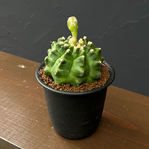 サボテン：ギムノカリキウム　ミノハビッチ　モンスト　3号鉢植え26-02