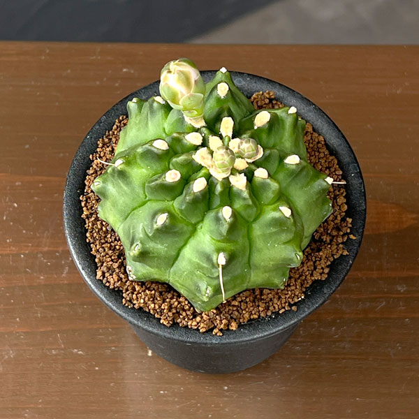 サボテン：ギムノカリキウム　ミノハビッチ　モンスト　3号鉢植え26-02