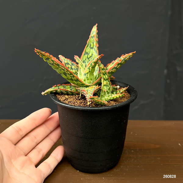 アロエ:オリジナルハイブリット 3号鉢植え26-15