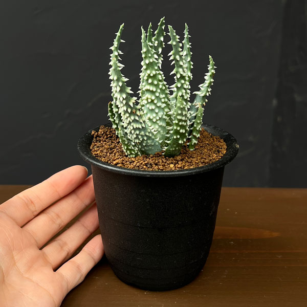 アロエ:フミリス シャーク 3号鉢植え