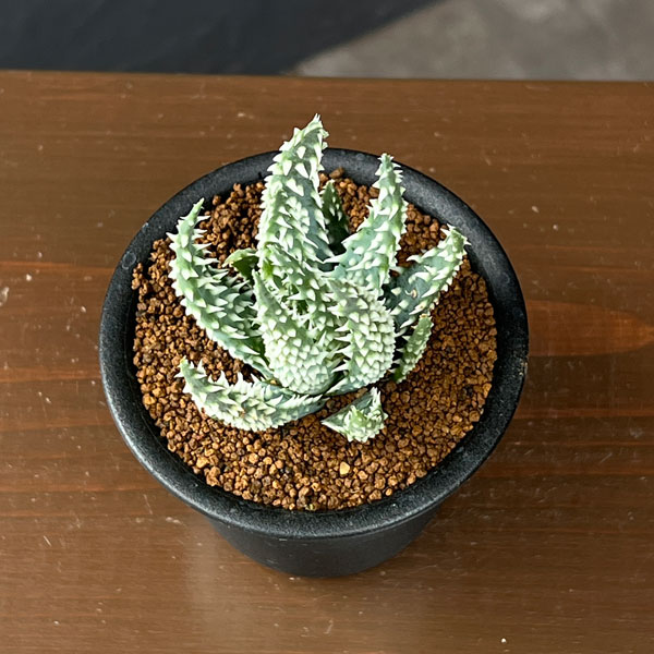アロエ:フミリス シャーク 3号鉢植え