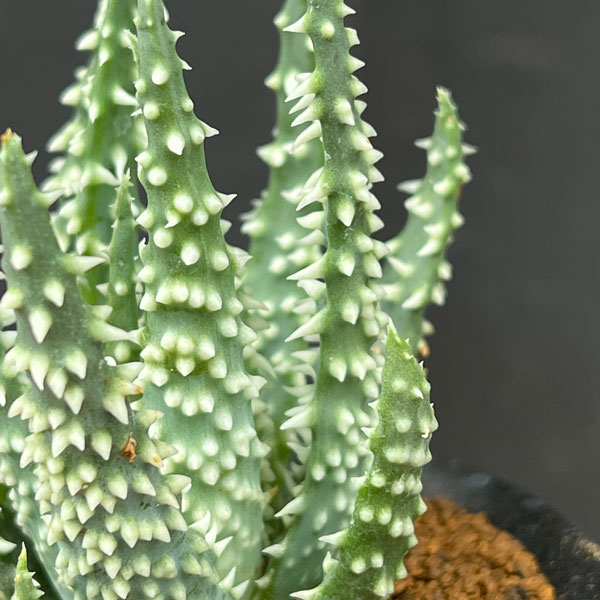 アロエ:フミリス シャーク 3号鉢植え