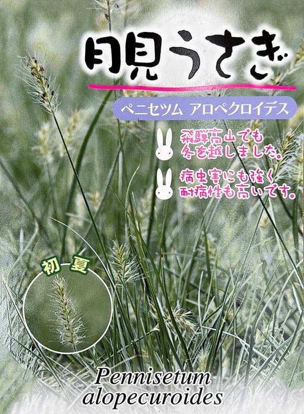 ペニセタム(チカラシバ):月見うさぎ(アロペクロイデス)3号ポット
