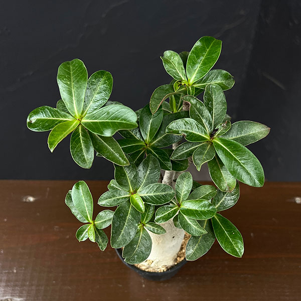 アデニウム:アラビカム 3号鉢植え*