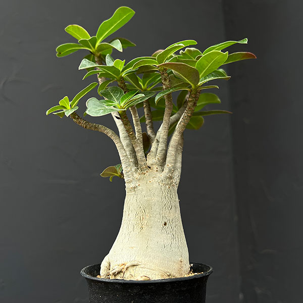 アデニウム:アラビカム 3号鉢植え*