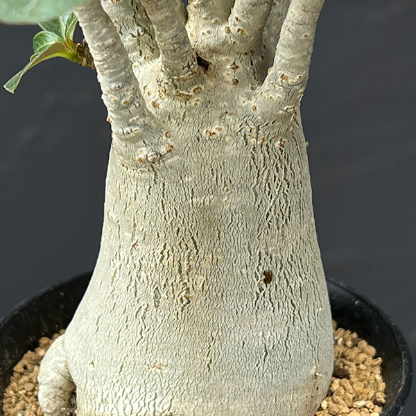 アデニウム:アラビカム 3号鉢植え*
