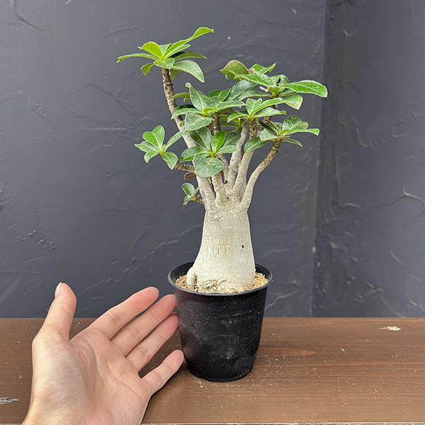 アデニウム:アラビカム 3号鉢植え*