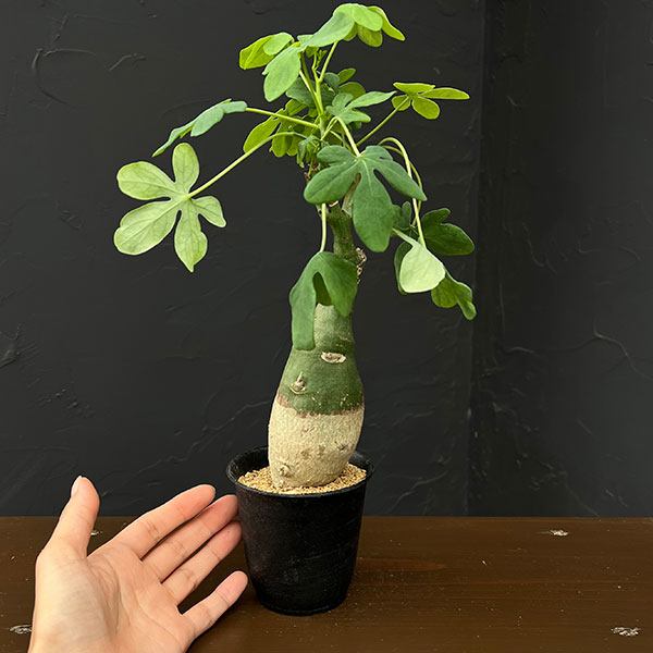 アデニア:グラウカ 3号鉢植え