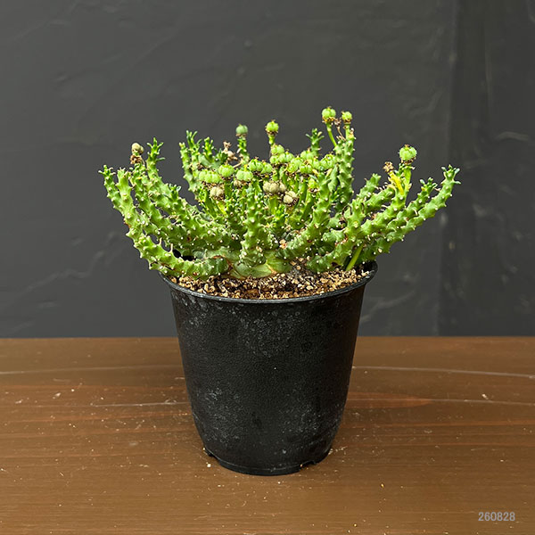 ユーフォルビア:ゴルゴニス 3号鉢植え*