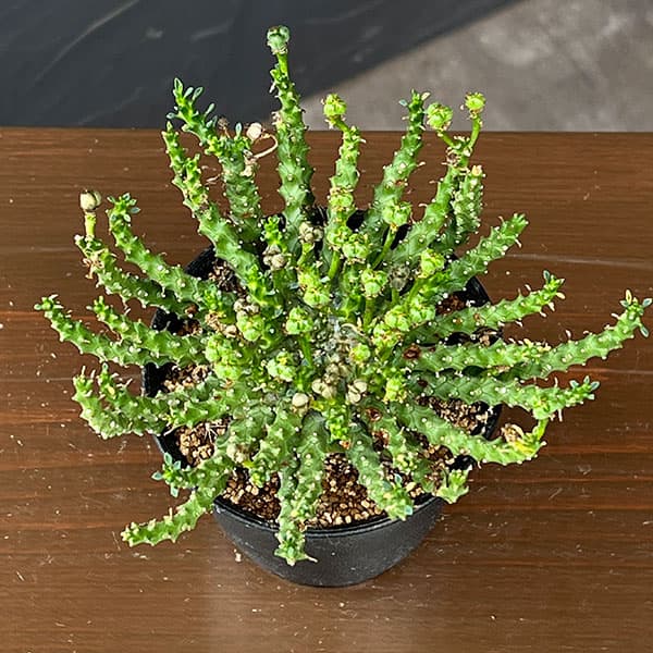 ユーフォルビア:ゴルゴニス 3号鉢植え*