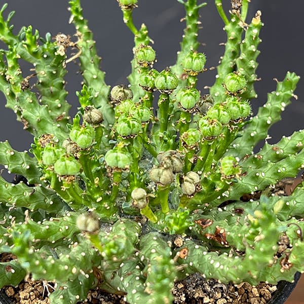 ユーフォルビア:ゴルゴニス 3号鉢植え*