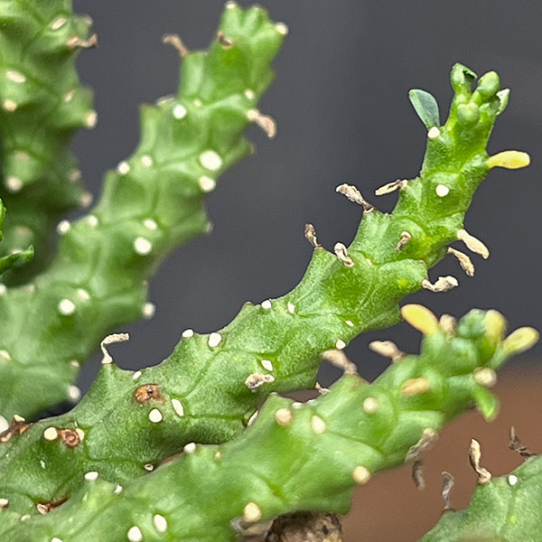 ユーフォルビア:ゴルゴニス 3号鉢植え*