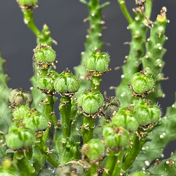 ユーフォルビア:ゴルゴニス 3号鉢植え*