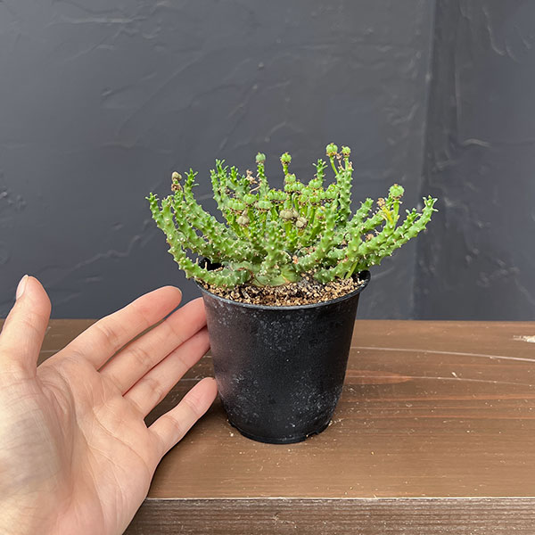 ユーフォルビア:ゴルゴニス 3号鉢植え*