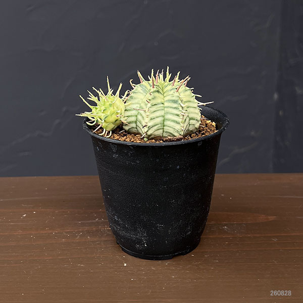 ユーフォルビア:メロフォルミス錦 3号鉢植え