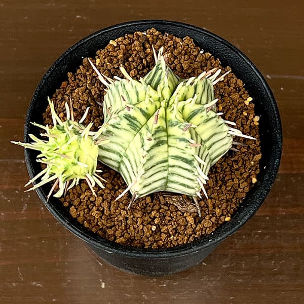 ユーフォルビア:メロフォルミス錦 3号鉢植え