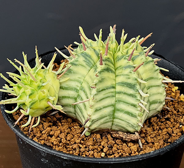 ユーフォルビア:メロフォルミス錦 3号鉢植え