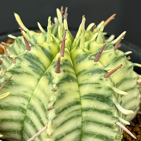 ユーフォルビア:メロフォルミス錦 3号鉢植え