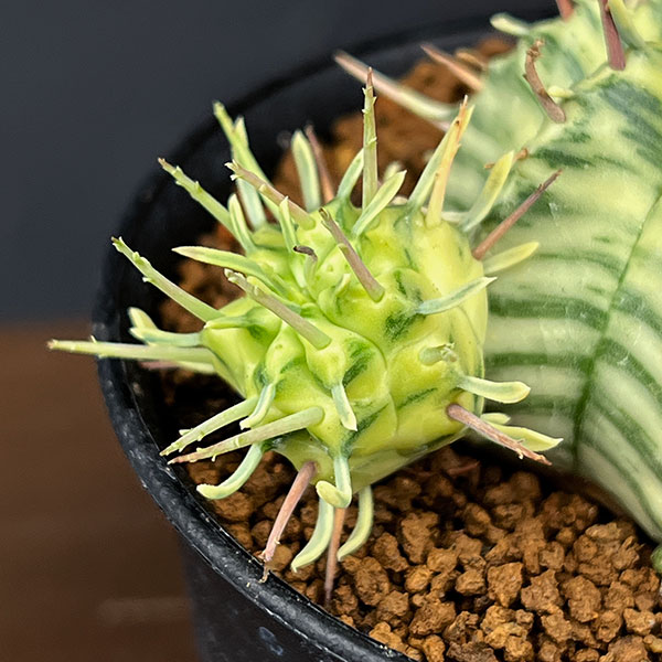 ユーフォルビア:メロフォルミス錦 3号鉢植え