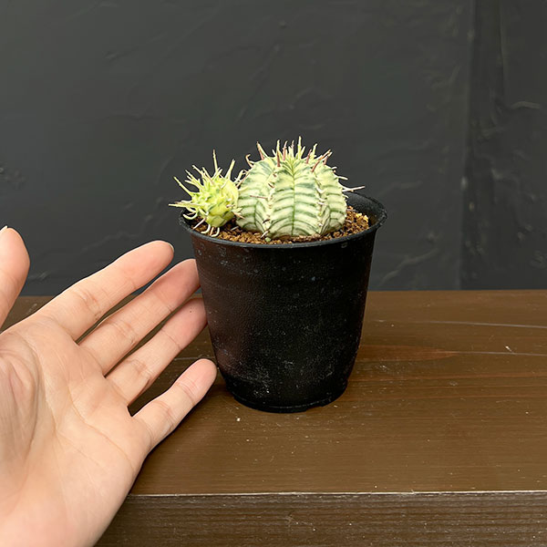 ユーフォルビア:メロフォルミス錦 3号鉢植え