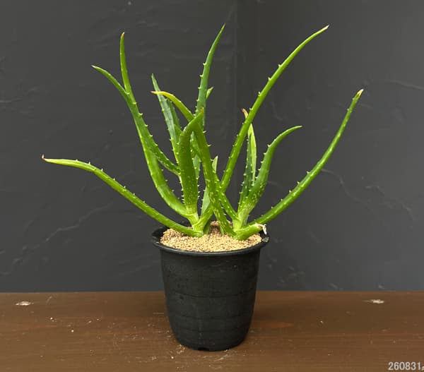 アロエ:sp 3号鉢植え