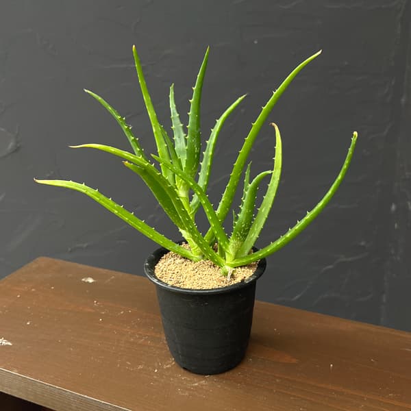 アロエ:sp 3号鉢植え