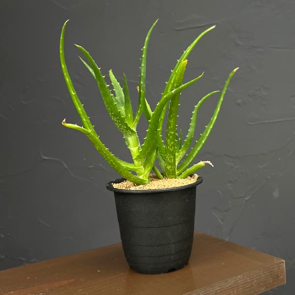 アロエ:sp 3号鉢植え