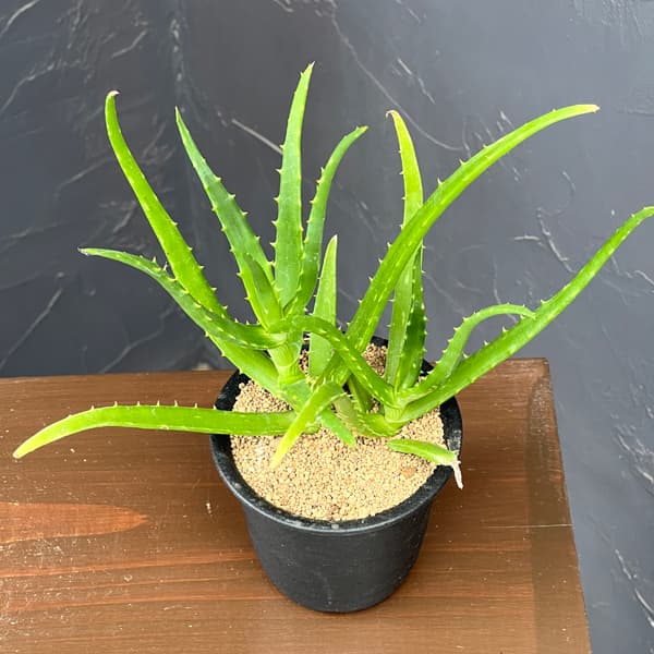 アロエ:sp 3号鉢植え