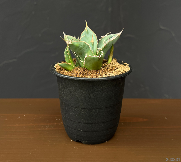 アガベ:チタノタ sp 3号鉢植え