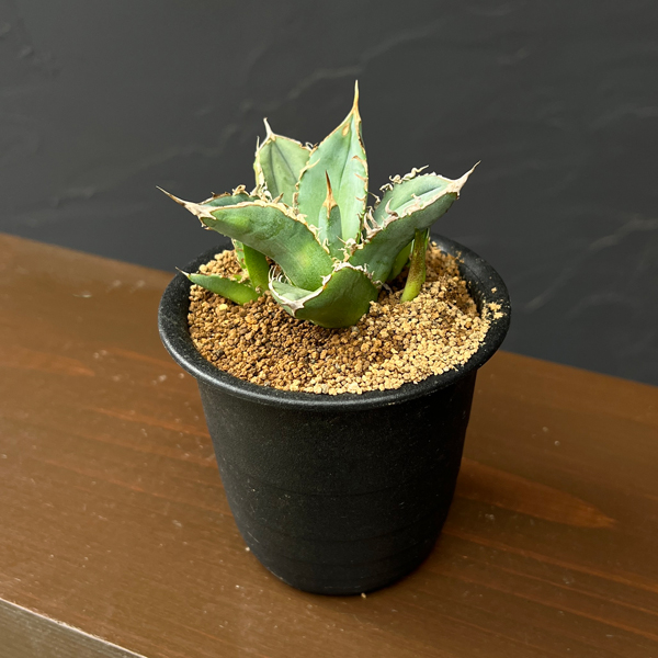 アガベ:チタノタ sp 3号鉢植え